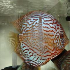 レッドターコイズディスカス（体調良好で綺麗です！）の画像