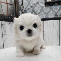 ペキニーズ