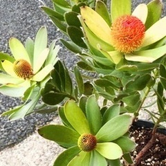 ［011］リューカデンドロン　サマーサン　ボリューム大 オージープランツの画像