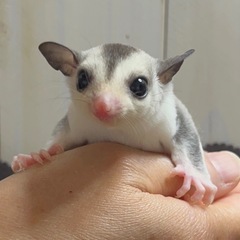 フクロモモンガ モザイク男の子💙 