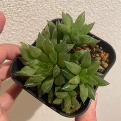 植物交換してください＾＾