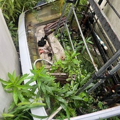 ae86後期かな？リアバンパーステー付きの画像