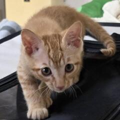 捨て猫(♂♀)