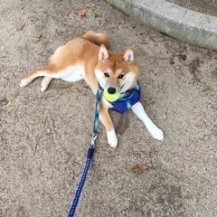 至急里親になっていただける方お願いしたいです！🙇‍♀️
