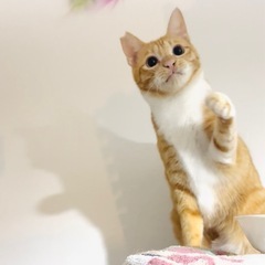 大人しすぎる空気みたいな男の子