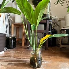 ヤマサキカズラ　の画像