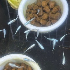 黒いプラ容器　メダカ、金魚飼育用にの画像