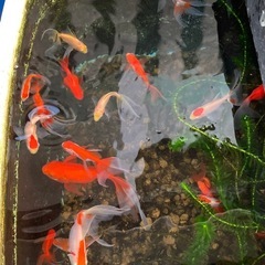金魚 1匹200円の画像