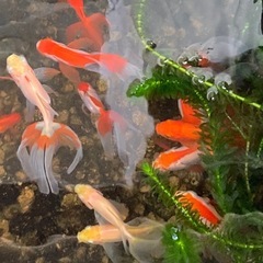 金魚 1匹200円の画像