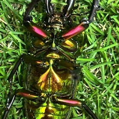 ニジイロクワガタ　ペア　微青血統の画像