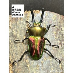 ニジイロクワガタ　ペア　微青血統の画像