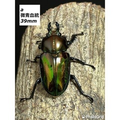 ニジイロクワガタ　ペア　微青血統の画像