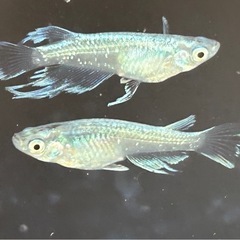 8月30日メダカ販売の画像