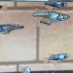 8月30日メダカ販売の画像
