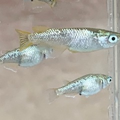 8月30日メダカ販売の画像