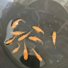メダカ（紅帝半ダルマ）10匹の画像