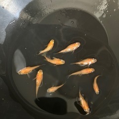 メダカ（紅帝半ダルマ）10匹の画像
