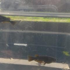 ❮❯黒点幻龍の画像