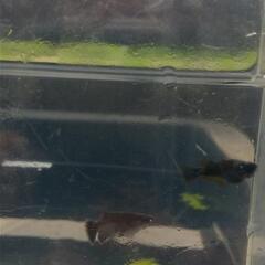 ❮❯黒点幻龍の画像