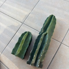 棘なし　柱サボテンの画像
