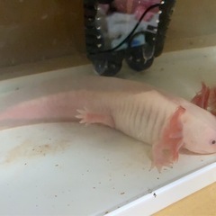 ウーパールーパー20センチの画像