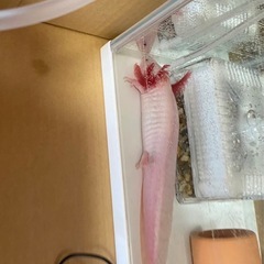 ウーパールーパー20センチの画像