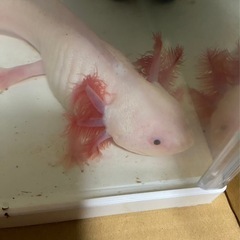 ウーパールーパー20センチの画像