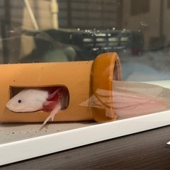 ウーパールーパー20センチの画像