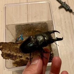 ヒラタクワガタＦ１♂63mm前後の画像