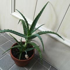 多肉植物アロエの画像