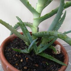 多肉植物アロエの画像