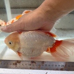 DS金魚2匹の画像