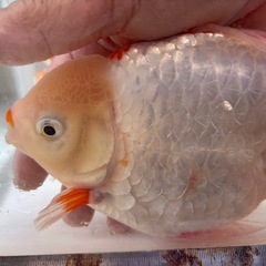 DS金魚2匹の画像