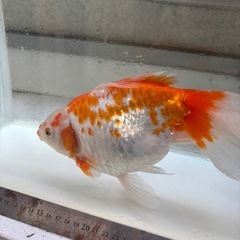 DS金魚2匹の画像
