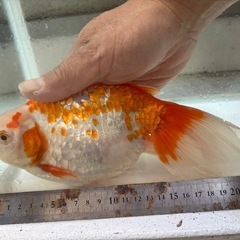 DS金魚2匹の画像