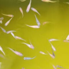 メダカ差し上げます。