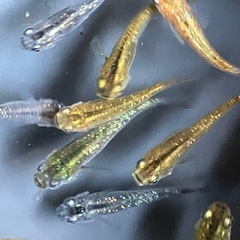 メダカ　サボラメ　10匹の画像