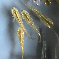 メダカ　サボラメ　10匹の画像