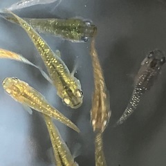 メダカ　サボラメ　10匹の画像