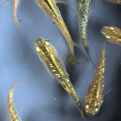 メダカ　サボラメ　10匹の画像