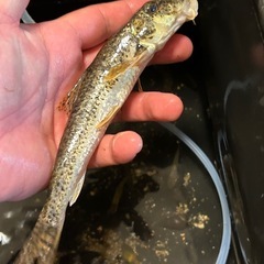 特大‼️カマツカ🐟川魚の画像
