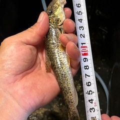 特大‼️カマツカ🐟川魚の画像
