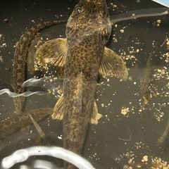 特大‼️カマツカ🐟川魚の画像