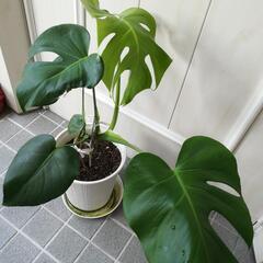 観葉植物モンステラの画像