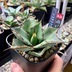 ランキングキーワードに紐づく投稿画像-多肉植物