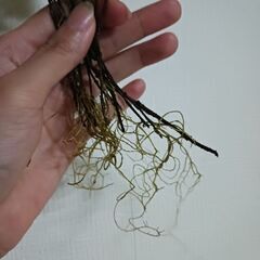 ハツユキカズラ　10本100円 発根済み　挿し芽　挿し木　水耕栽培　の画像