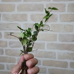 ハツユキカズラ　10本100円 発根済み　挿し芽　挿し木　水耕栽培　の画像