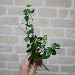 ハツユキカズラ　10本100円 発根済み　挿し芽　挿し木　水耕栽培　の画像