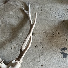 鹿🦌角セットの画像