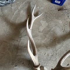 鹿🦌角セットの画像